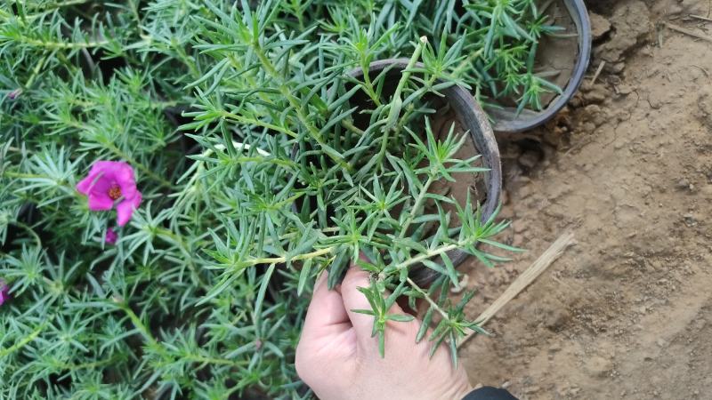 太阳花半枝莲大花马齿笕针叶，多枝条，撒种扦插，电商供应