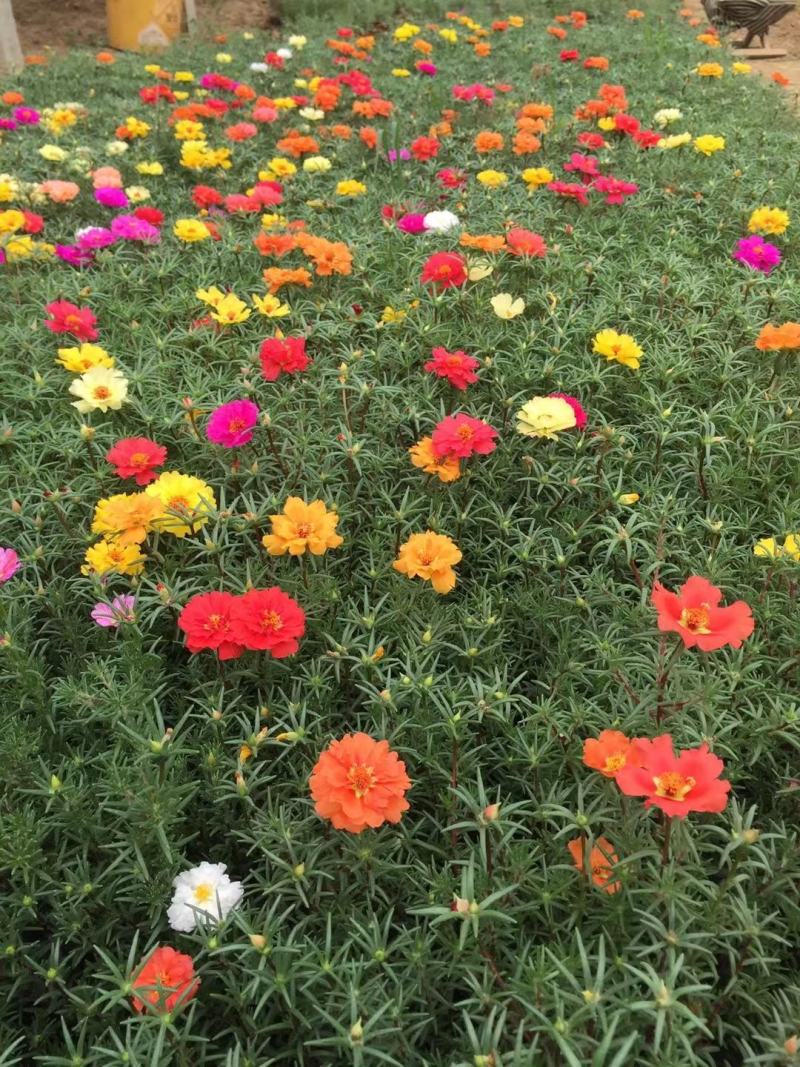 太阳花半枝莲大花马齿笕针叶，多枝条，撒种扦插，电商供应