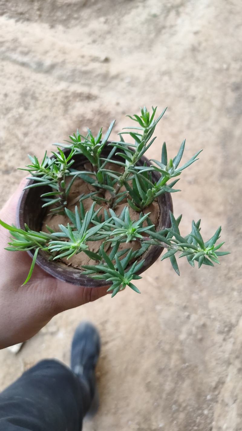 太阳花半枝莲大花马齿笕针叶，多枝条，撒种扦插，电商供应