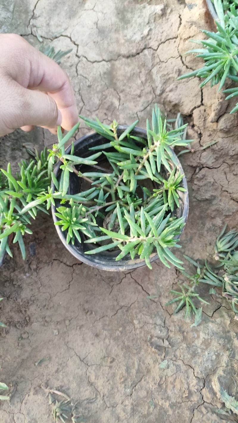 太阳花半枝莲大花马齿笕针叶，多枝条，撒种扦插，电商供应
