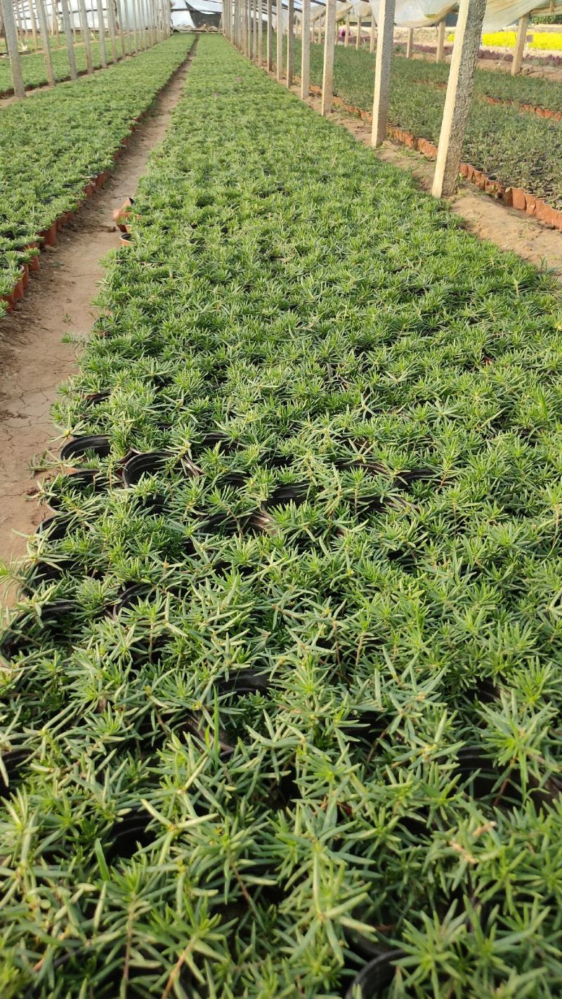 太阳花半枝莲大花马齿笕针叶，多枝条，撒种扦插，电商供应