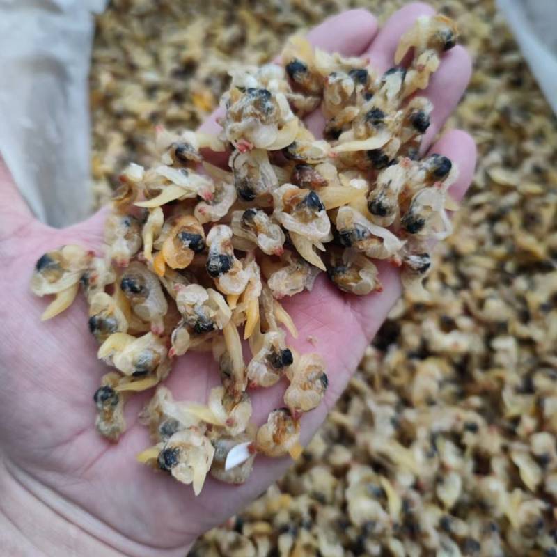 淡干花甲干花蛤干蛤蜊干纯干货原味无沙无杂质