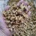 淡干花甲干花蛤干蛤蜊干纯干货原味无沙无杂质