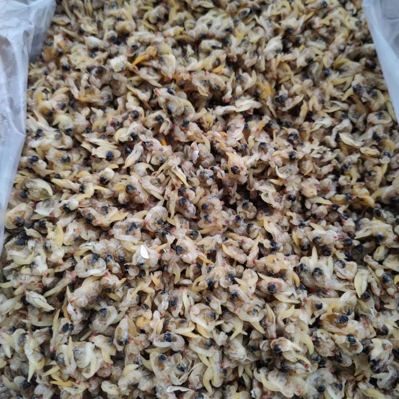淡干花甲干花蛤干蛤蜊干纯干货原味无沙无杂质