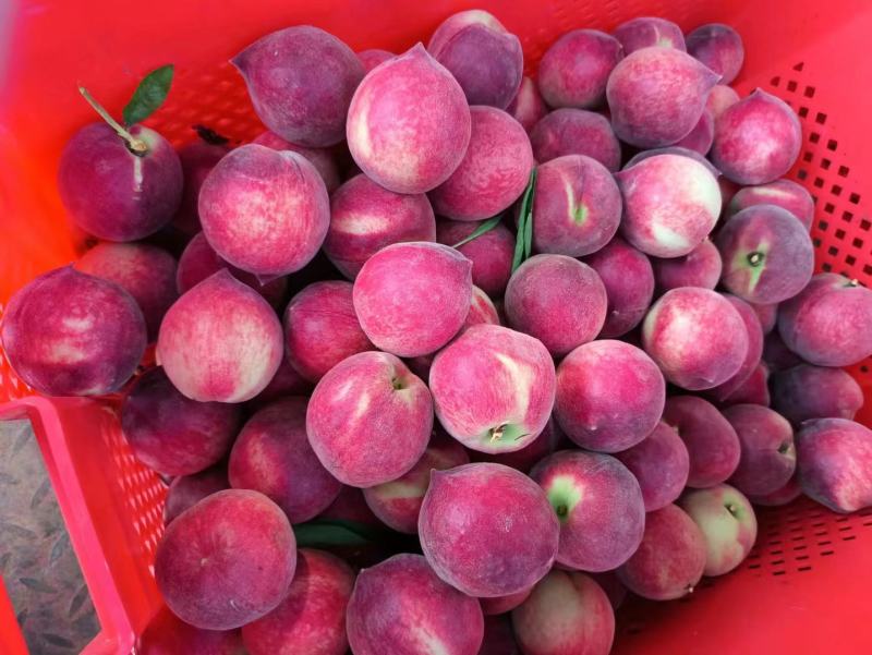 毛桃突围红不软小红桃等各种毛桃口感脆甜，对接电商社团市场