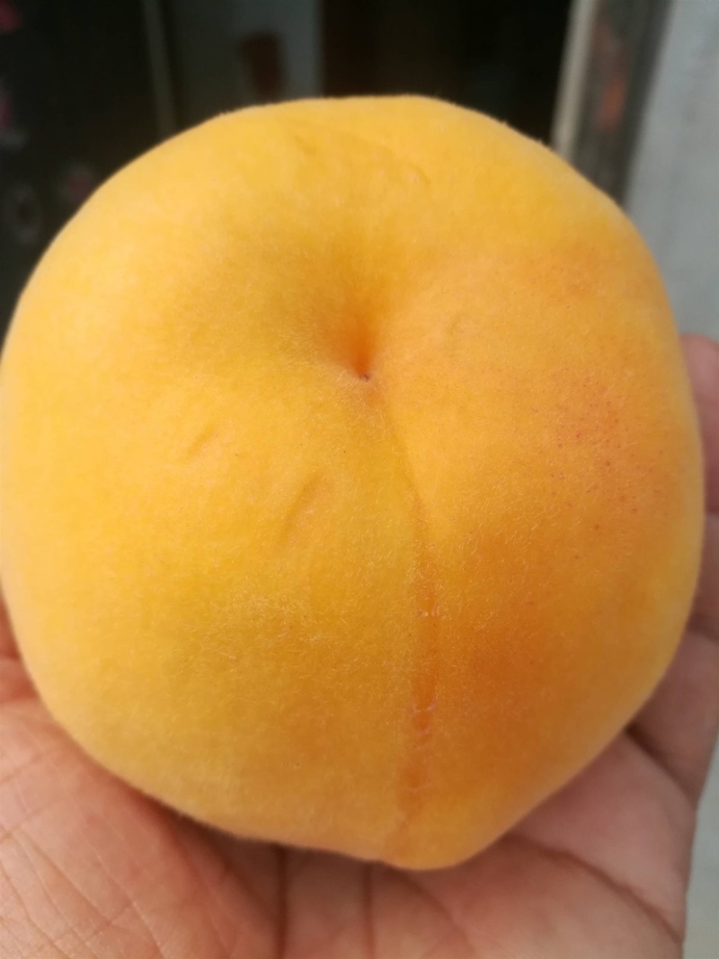 锦绣黄桃黄金蜜新沂桃专业代办