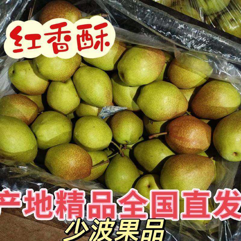 山西运城临猗精品红香酥梨，口感脆甜皮薄肉厚欢迎选购