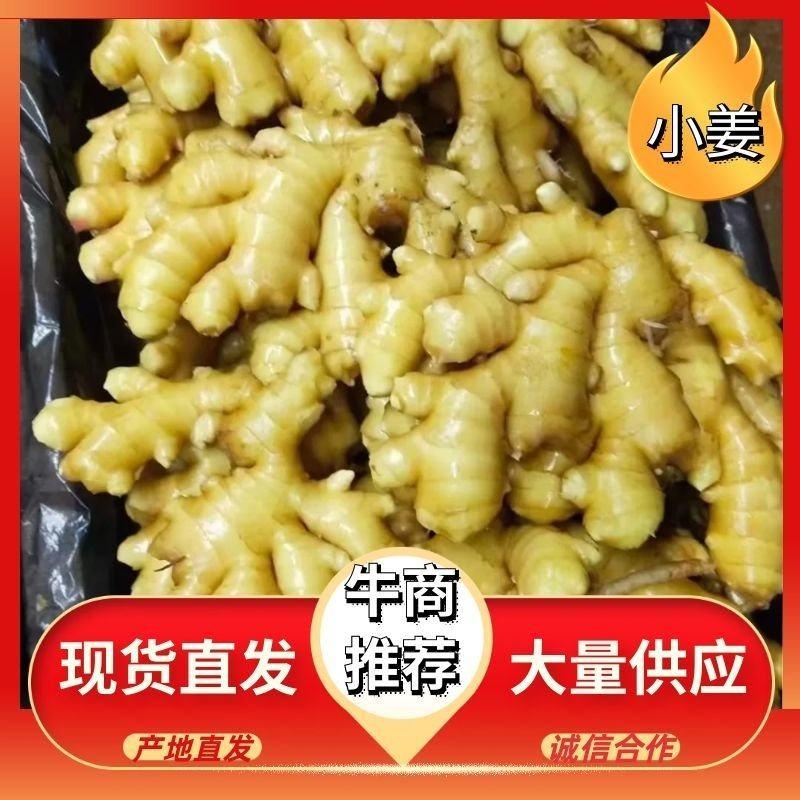 [热卖]山东临沂小黄姜一手货源保质保量，原产地