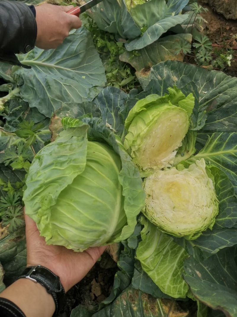 淮阳区。圆包甘蓝，量大质优。价格实惠。欢迎选购。