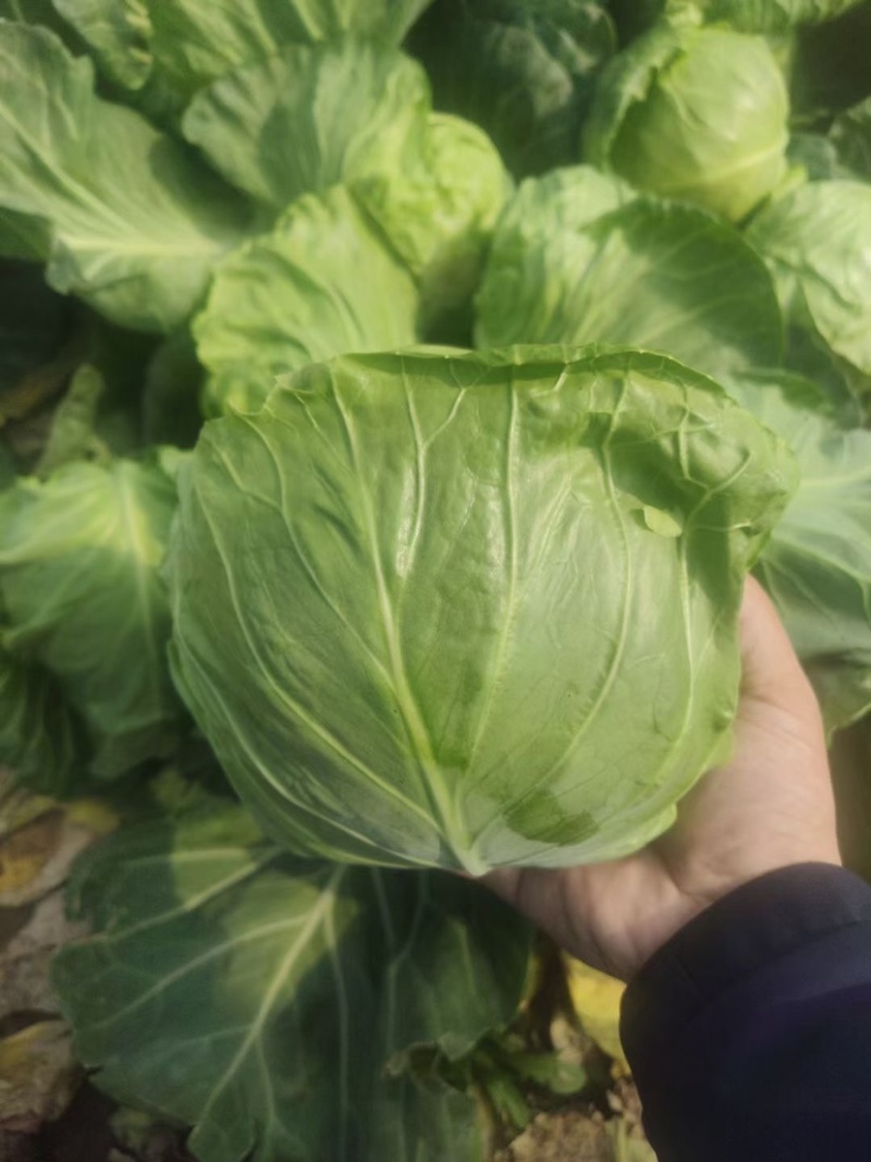 淮阳区。圆包甘蓝，量大质优。价格实惠。欢迎选购。