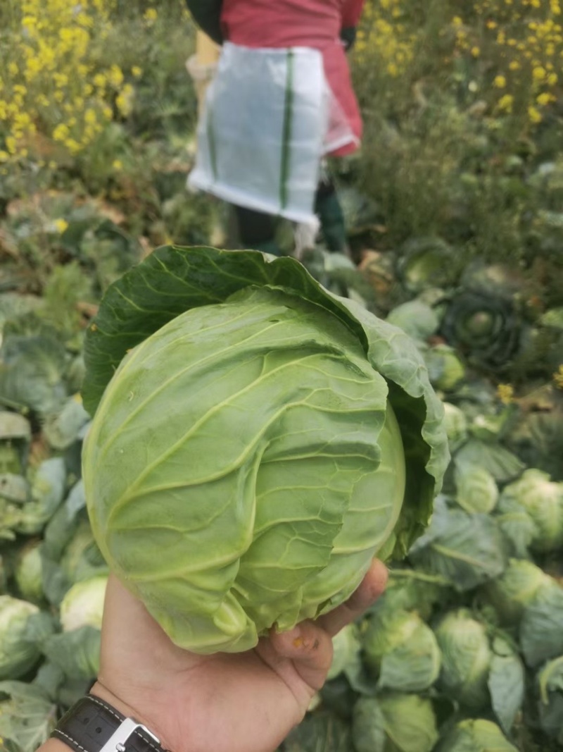 淮阳区。圆包甘蓝，量大质优。价格实惠。欢迎选购。
