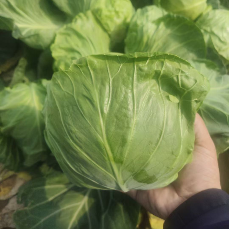 淮阳区。圆包甘蓝，量大质优。价格实惠。欢迎选购。