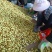 云南金脆蜜枣上市，量大从优，产地直发欢迎联系