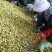云南金脆蜜枣上市，量大从优，产地直发欢迎联系