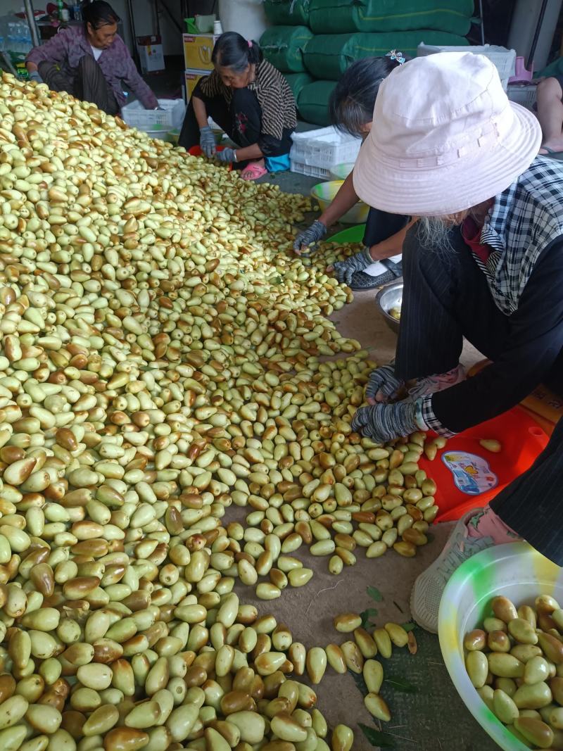 云南金脆蜜枣上市，量大从优，产地直发欢迎联系