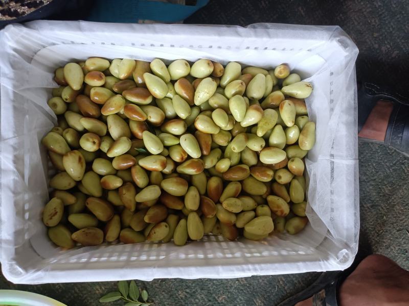 云南金脆蜜枣上市，量大从优，产地直发欢迎联系
