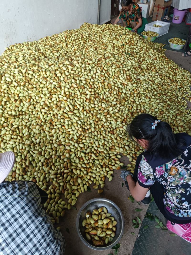 云南金脆蜜枣上市，量大从优，产地直发欢迎联系