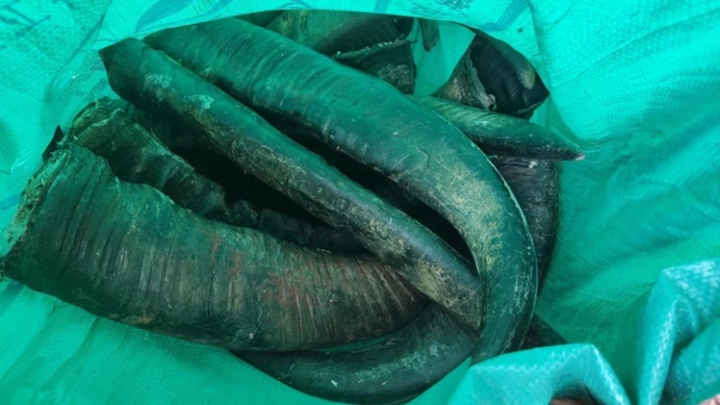 牛角水牛角原材料无发霉变质无虫咬大水牛角号