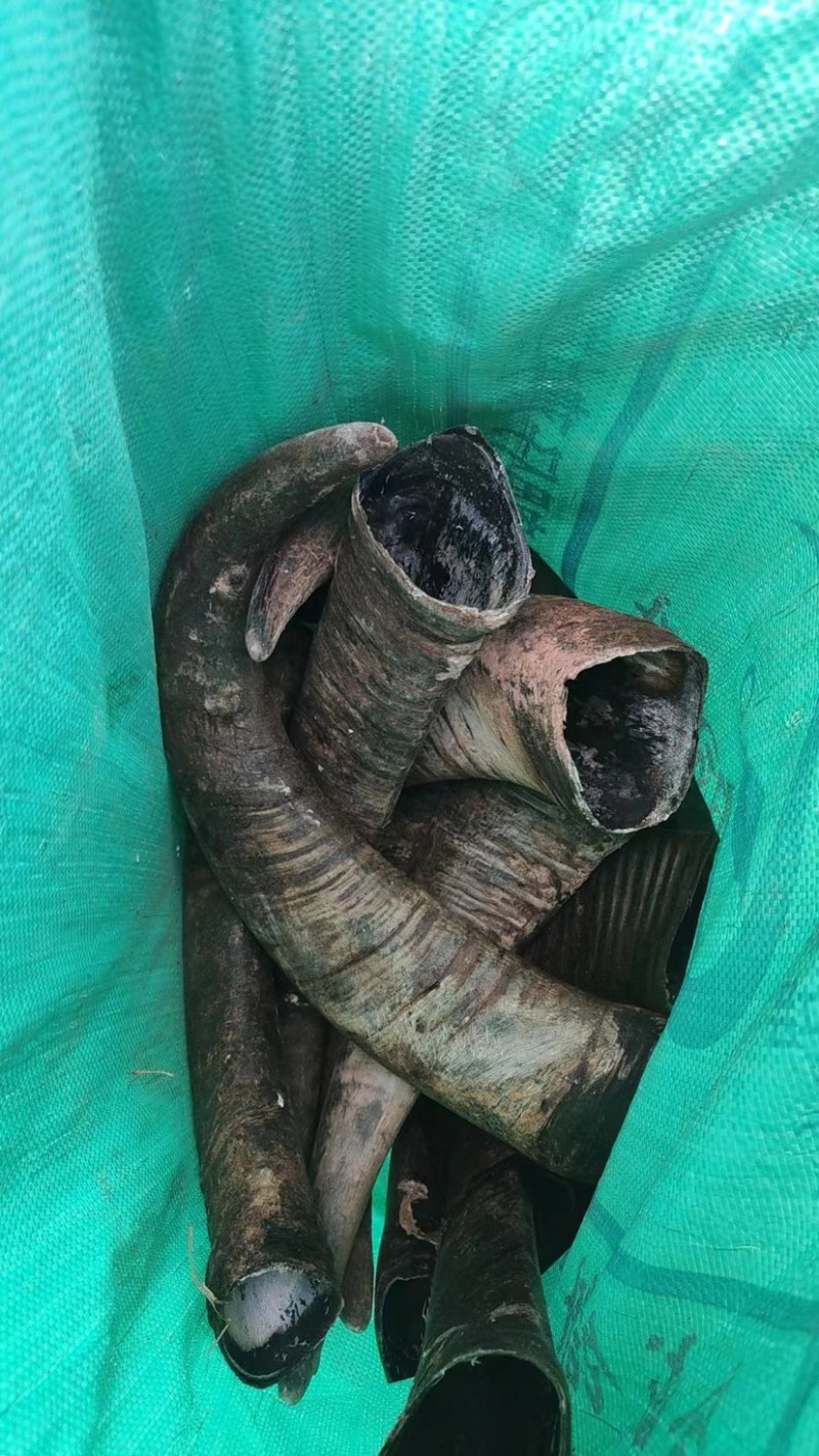 牛角水牛角原材料无发霉变质无虫咬大水牛角号