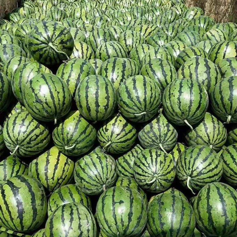 陕西大荔甜王西瓜批发新鲜水果批发优质西瓜一手货源