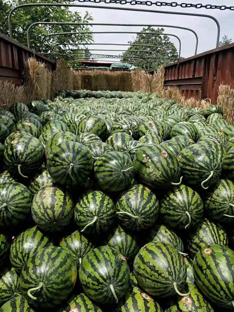 陕西大荔甜王西瓜批发新鲜水果批发优质西瓜一手货源