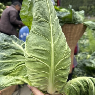 高山陆地种植、无公害，无农药残留，绿色食品，口感很好细腻