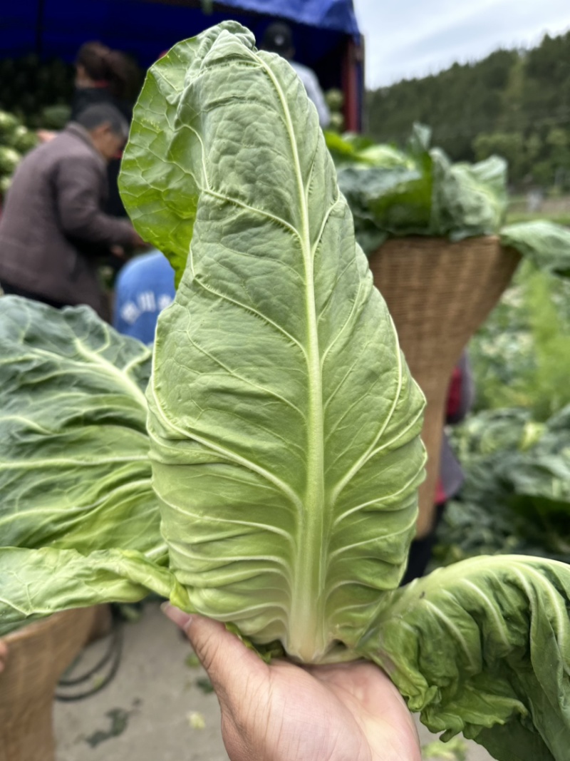 高山陆地种植、无公害，无农药残留，绿色食品，口感很好细腻