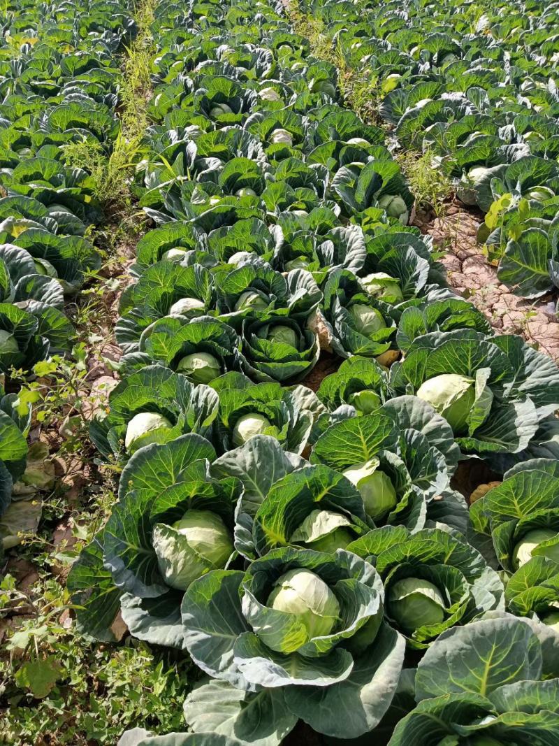 精品甘蓝，产地大量上市，自家种植，欢迎订购