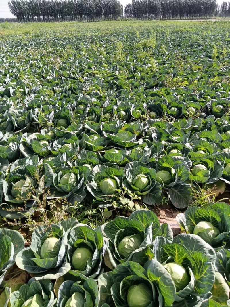 精品甘蓝，产地大量上市，自家种植，欢迎订购