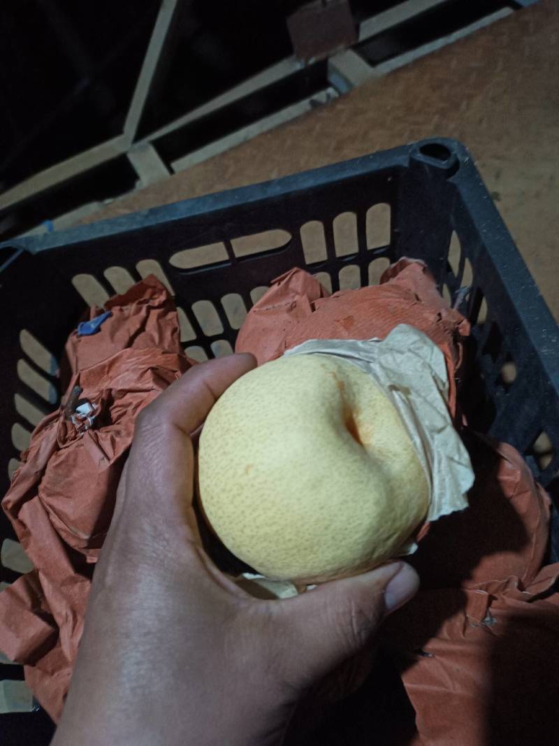 山西临猗优质地面酥梨_冷库酥梨皮薄肉厚口感脆甜欢迎咨询
