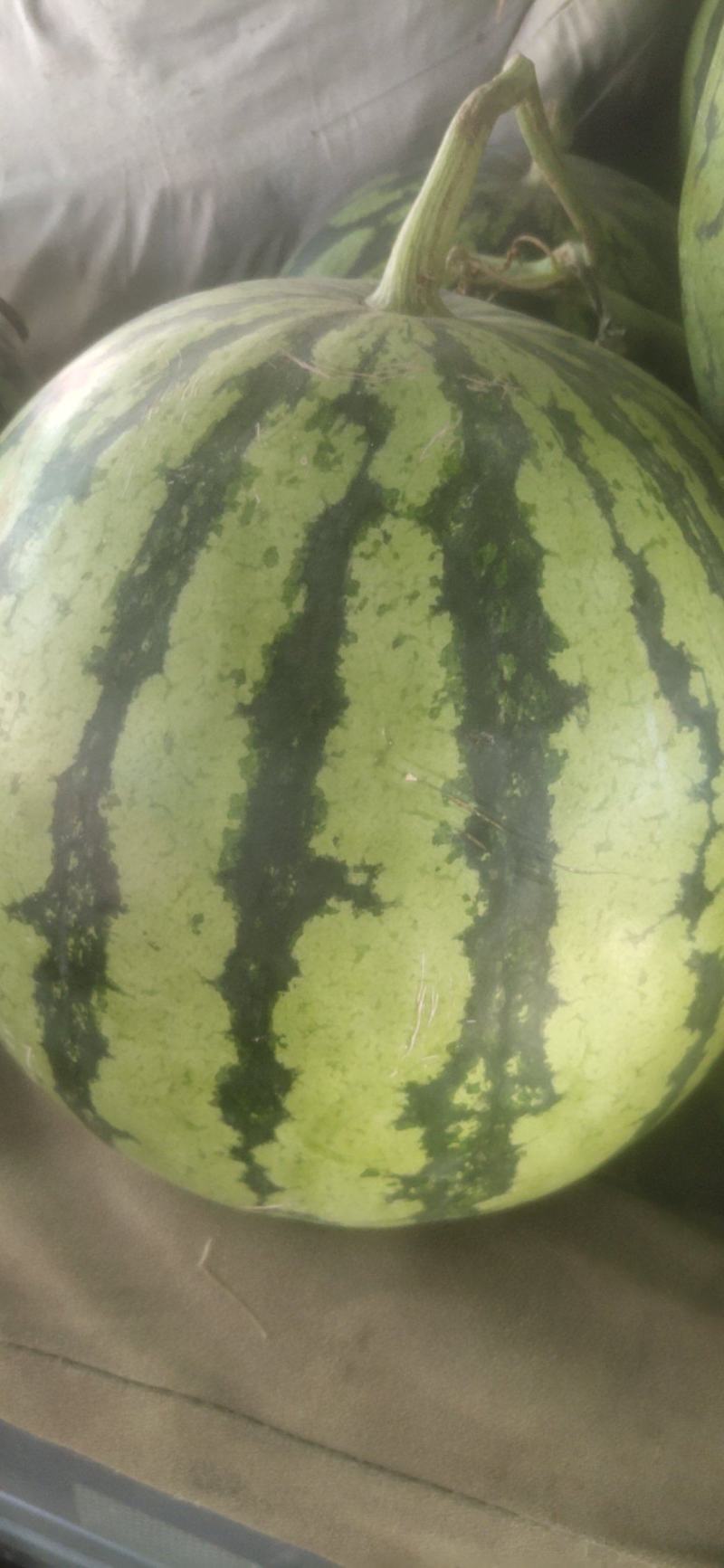 麒麟瓜