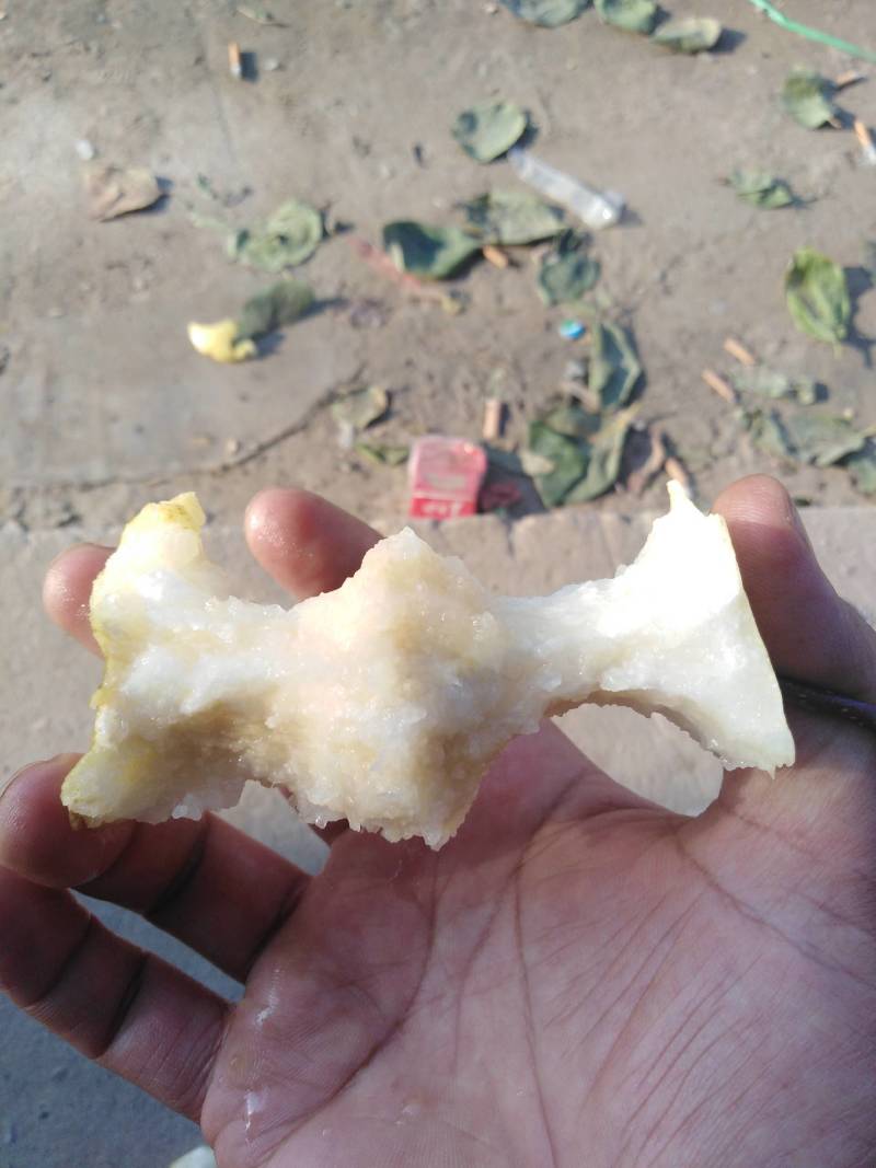 山西临猗优质地面酥梨_冷库酥梨皮薄肉厚口感脆甜欢迎咨询
