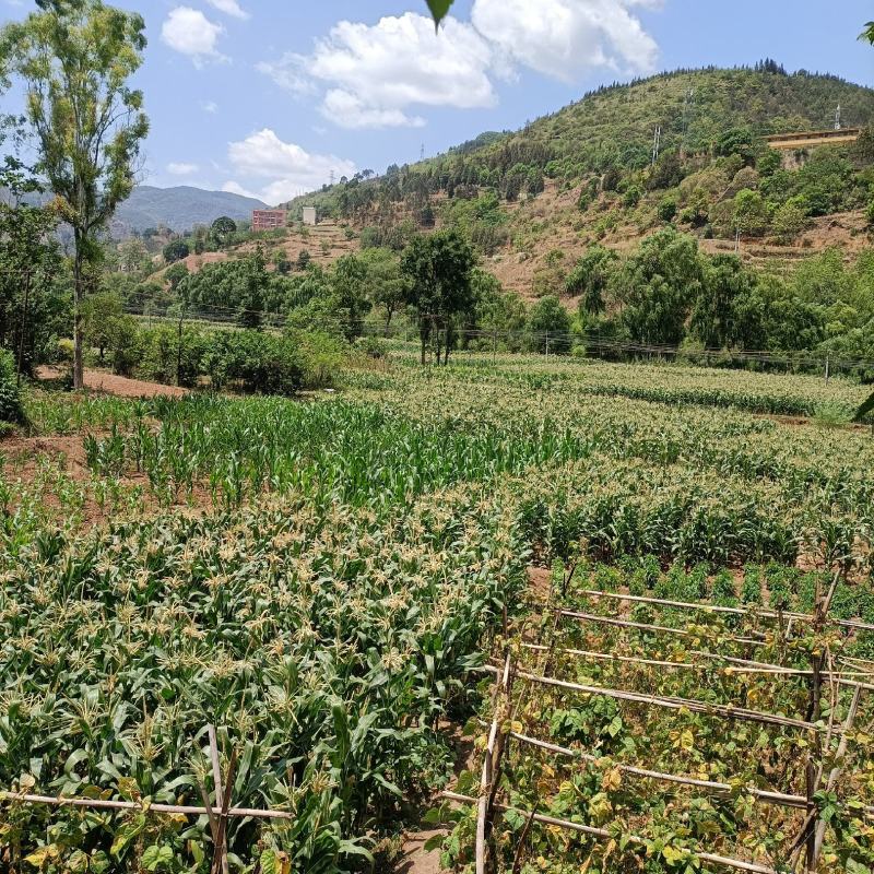 香糯一号