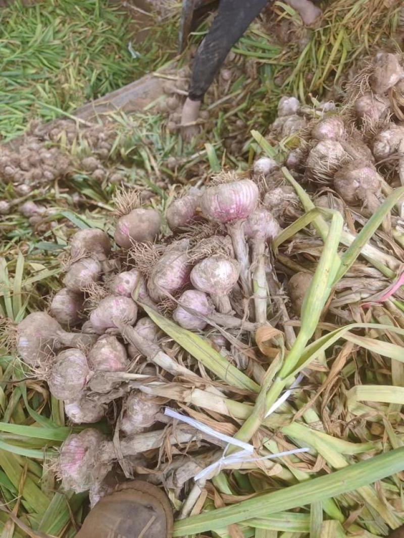 精品大蒜河北深州紫皮蒜货源充足产地发货可视频看货