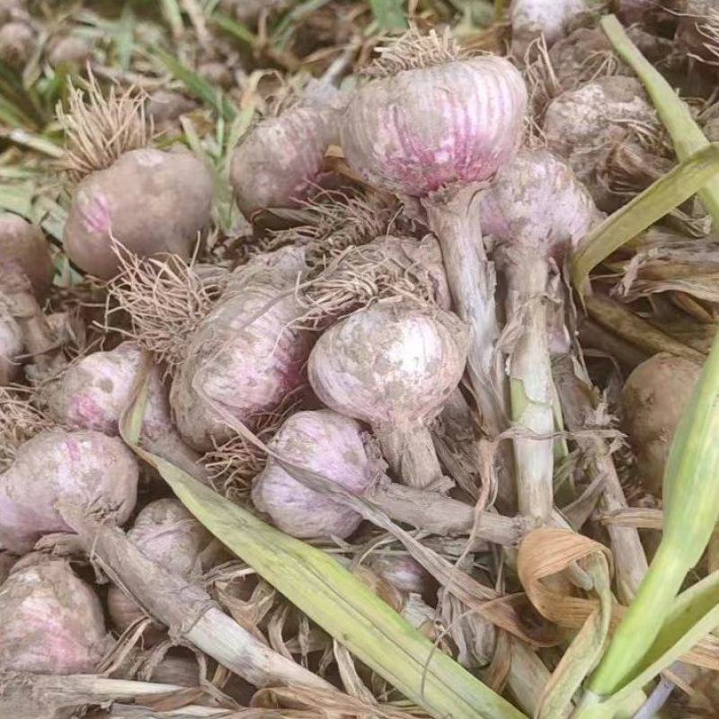 精品大蒜河北深州紫皮蒜货源充足产地发货可视频看货