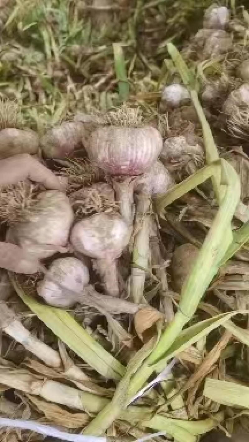 精品大蒜河北深州紫皮蒜货源充足产地发货可视频看货
