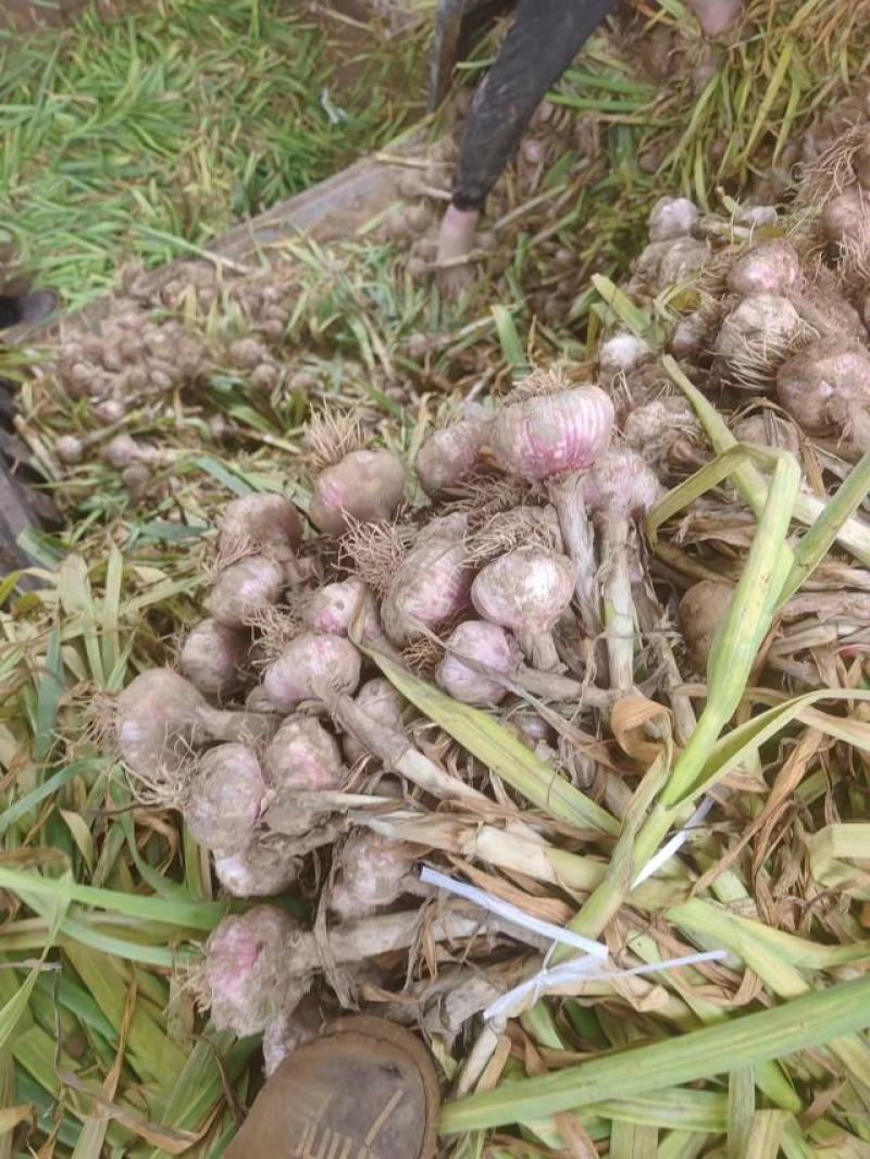 精品大蒜河北深州紫皮蒜货源充足产地发货可视频看货