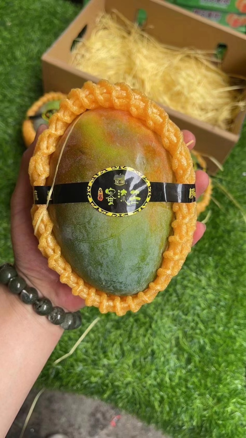 一件代发电商金煌芒产地一手货源看货选货现采现发