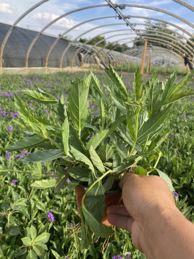 百子莲及各种多年生草本植物