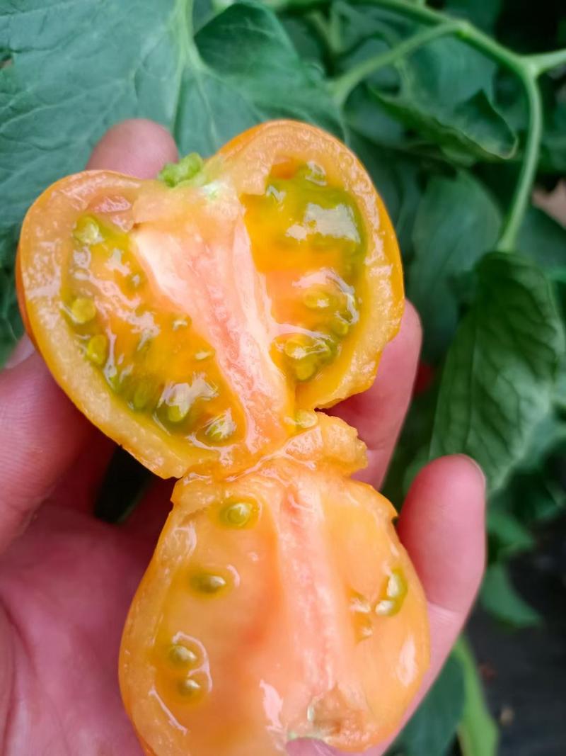 黄番茄口感番茄，中型果