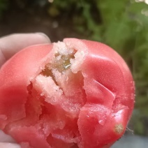 天津宁河沙瓤西红柿