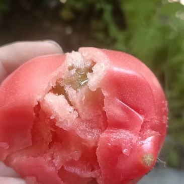 天津宁河沙瓤西红柿