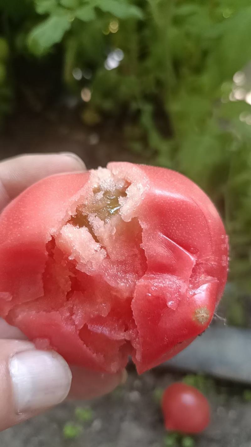 天津宁河沙瓤西红柿