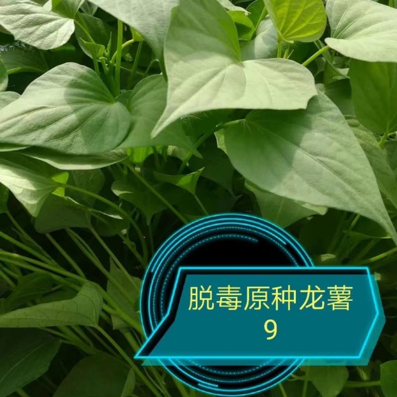 【龙薯9】脱毒原原种级别品种齐全产地直发