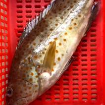 海石斑鱼、麻斑鱼、天然深海鱼、肉质厚实脆口、速冻发货