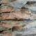 海石斑鱼、麻斑鱼、天然深海鱼、肉质厚实脆口、速冻发货