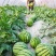 沙漠蜜宝西瓜：沙地优质10斤打底，头一茬：全国接单：现货