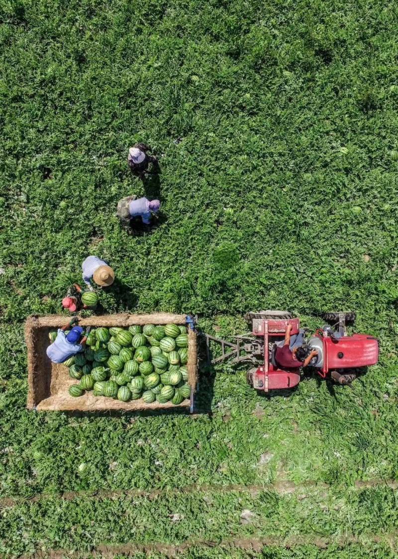 沙漠蜜宝西瓜：沙地优质10斤打底，头一茬：全国接单：现货
