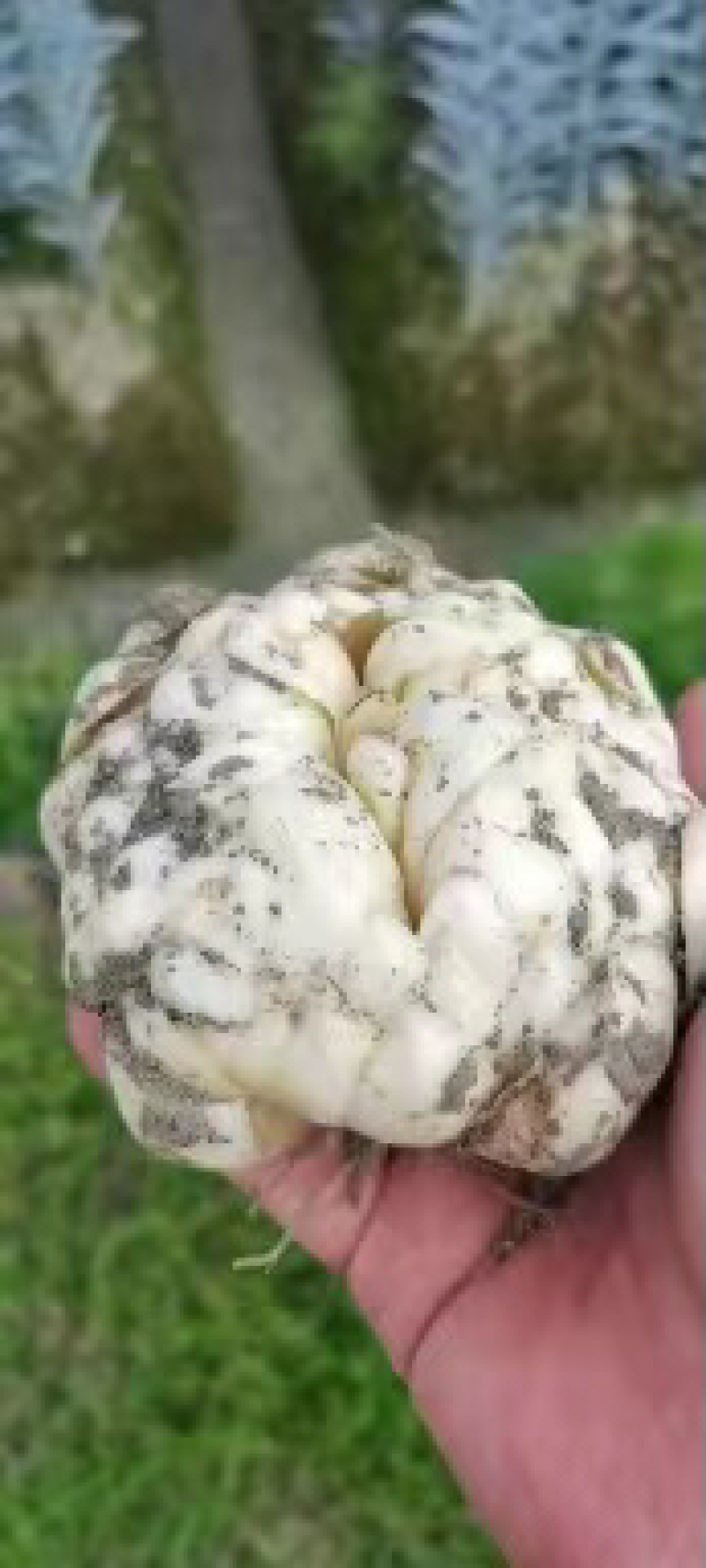 湖南正宗龙牙百合，产地供货，百泥土货，欢迎来电。