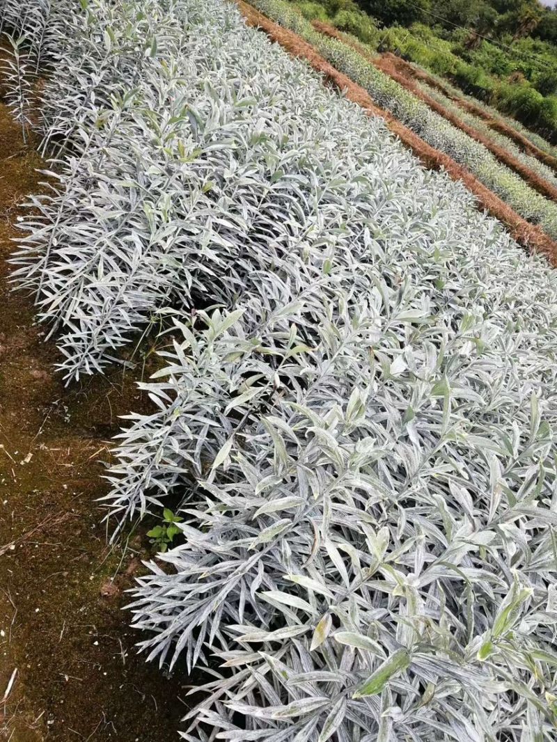 湖南正宗龙牙百合，产地供货，百泥土货，欢迎来电。